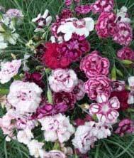 Damask Collection  (10 plants)