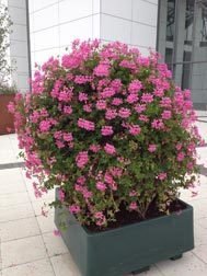 Decora Cascade Lilac (9 plug plants)