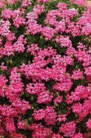Decora Cascade Pink (9 plug plants)