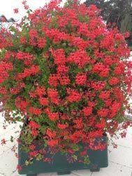 Decora Cascade Red (9 plug plants)