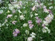 D. Rainbow Loveliness (Limited time offer - 8 plants!)