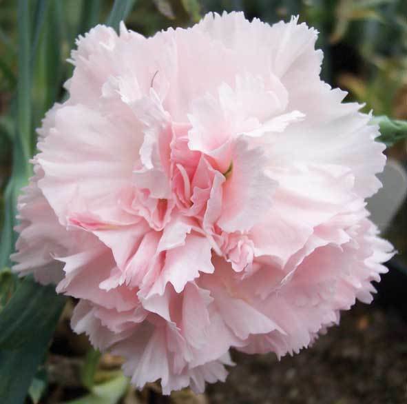 Duchess of Roxburghe (1968)