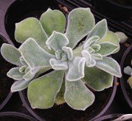 Echeveria Pulvinata Frosty
