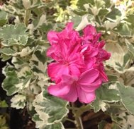 York Florist
