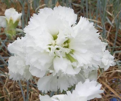 White Ladies (age unknown)