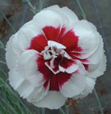 White and Crimson (1994)
