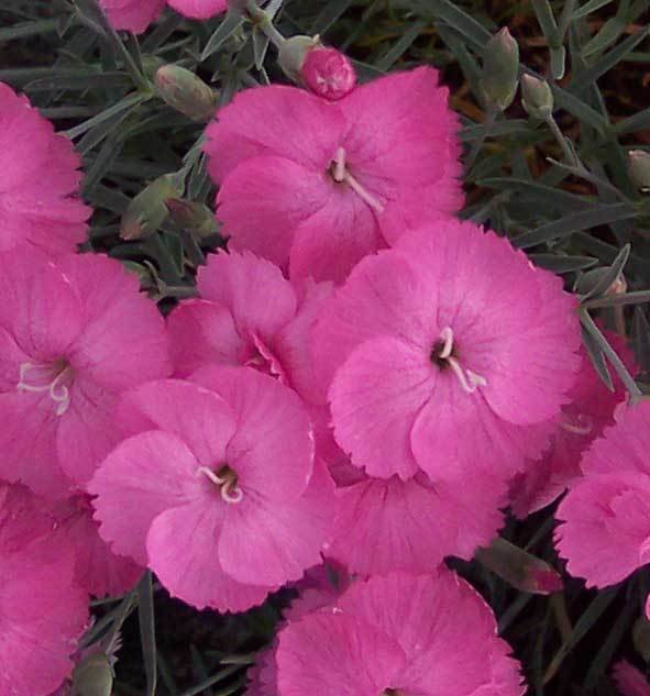 Whatfield Peach (1984)