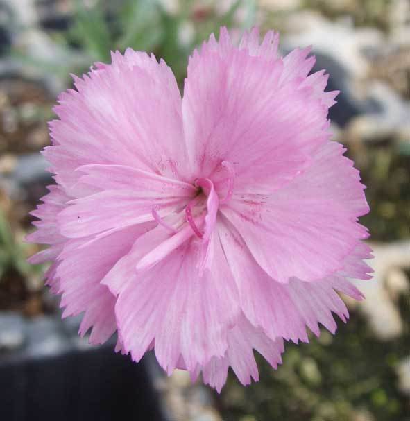 Whatfield Misty Morn (Pre 1994)