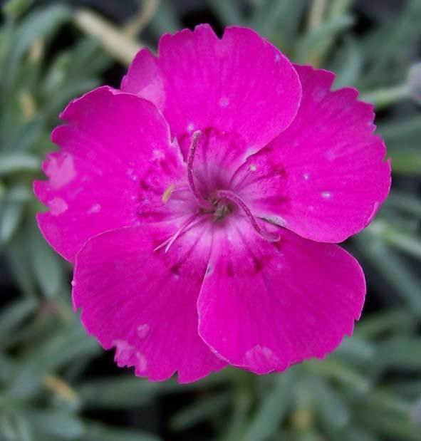 Whatfield Magenta (1985)