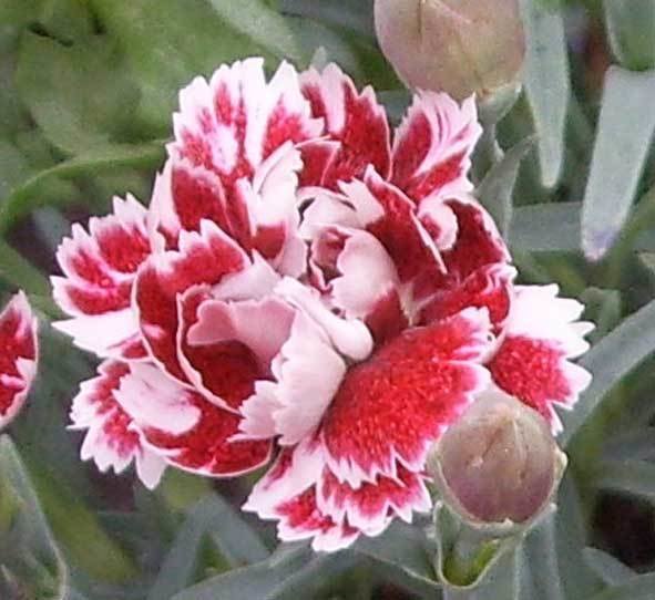 Whatfield Gem (1987)