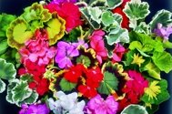 Fancy Leaf Collection (Limited time offer - 8 Plants!)