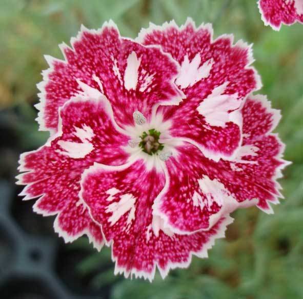 Farnham Rose  (Pre 1966)