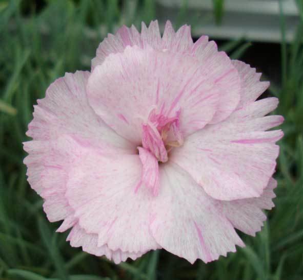 Welton Raspberry Ice (2011)
