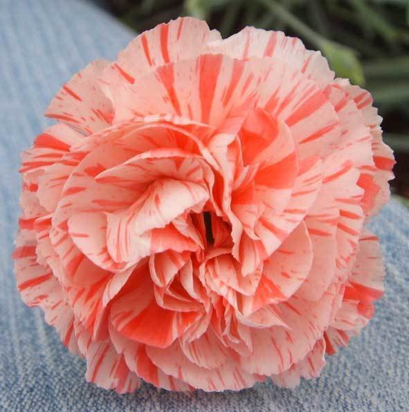 Fleur (1971)