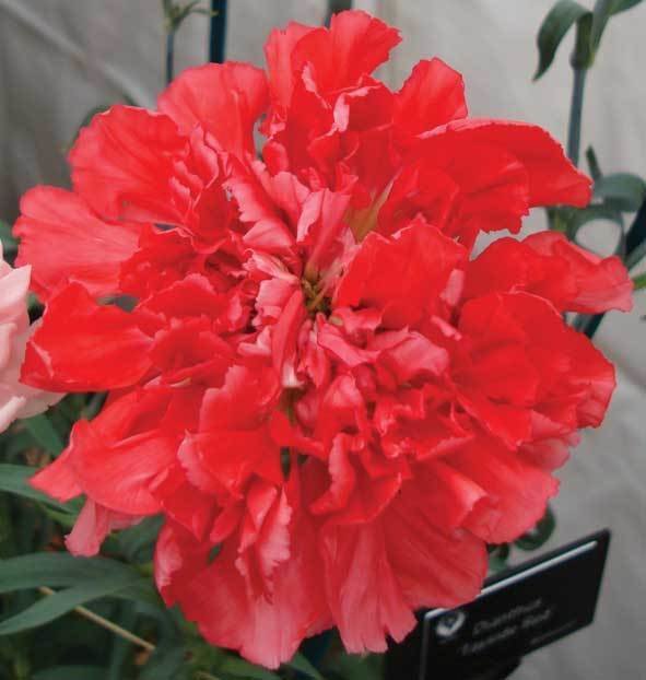 Tayside Red (pre 1916)
