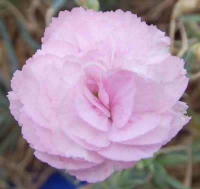 Summerfield Emma Louise (2000)