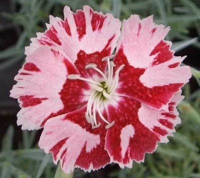 Summerfield Blaze (2004)