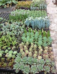 Succulent Collection (6 plants)