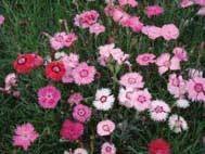 Fragrant Village Pinks (5 plants)