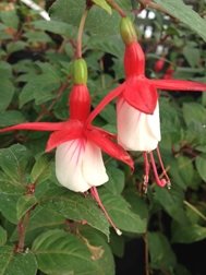Snowcap (Hardy)