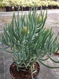 Senecio Talinoides