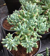 Sedum Pachyphyllum (Jelly Bean Plant)