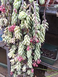 Sedum Morganianum v. Burrito