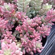 Sedum Rubrotinctum Aurora