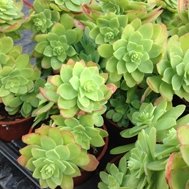 Sedum Compressum
