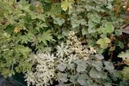 Scented Leaf Collection (6 plants, our choice)