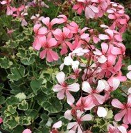 Rose Silver Cascade