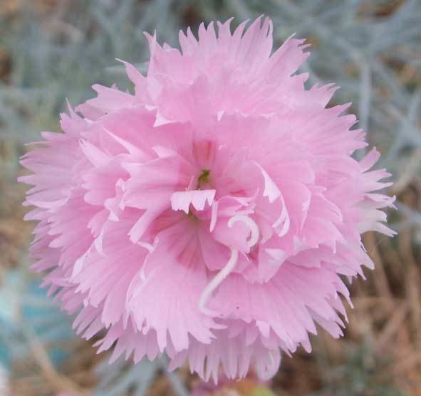 Rose De Mai (1820s)