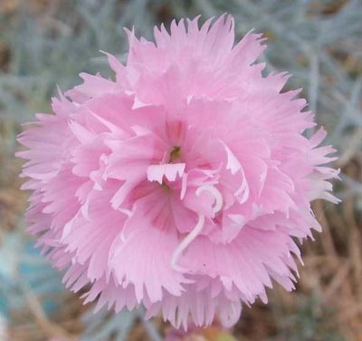 Rose De Mai (1820s)