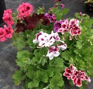 Lucky Dip Special Offer (6 plants, our choice)