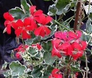 Red Silver Cascade