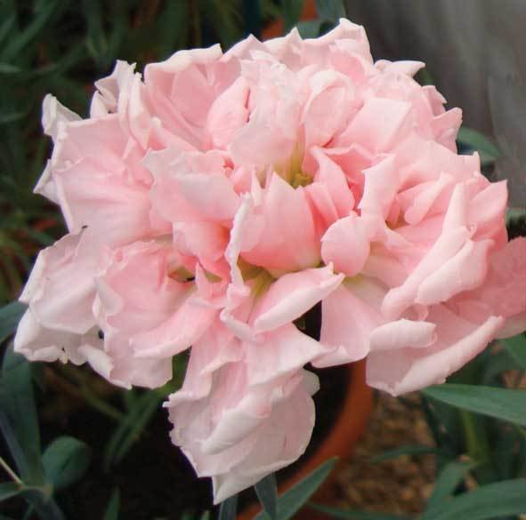 Princess of Wales (1876)