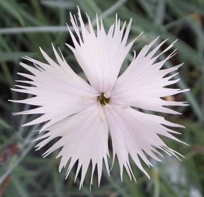 Plumarus (age unknown)