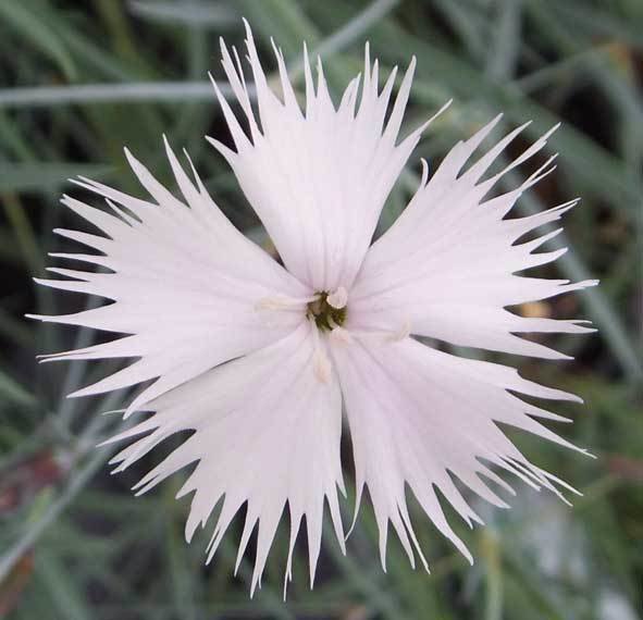 Plumarus (age unknown)