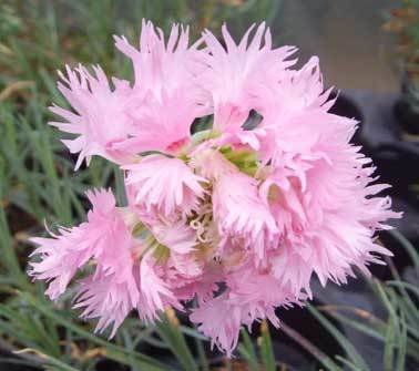 Pink Mrs Sinkins