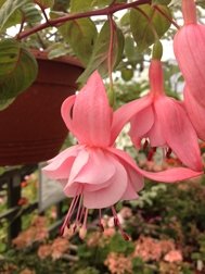 Pink Galore (Trailing)