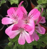 Pink Capitatum