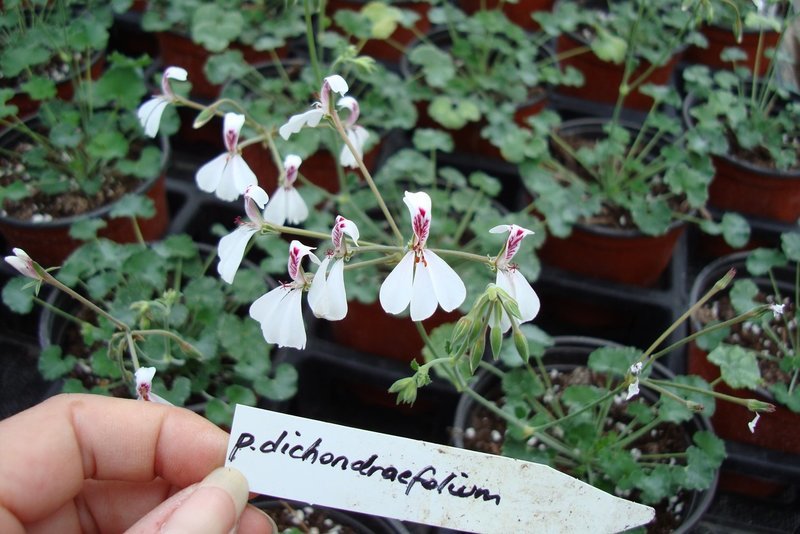 P.Dichondraefolium