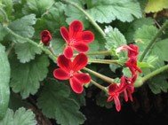 P. Ardens