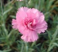 Herberts Pink (age unknown)