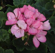 Highfield&#39;s Prima Donna
