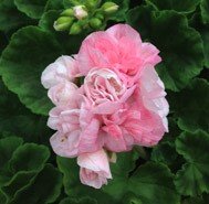 Highfield&#39;s Sugar Candy
