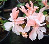 Honeywood Suzanne