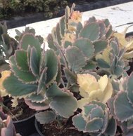 Kalanchoe Fedtschenkoi