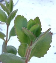 Kalanchoe Manganii