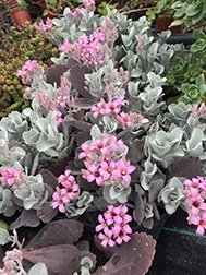 Kalanchoe Pumila